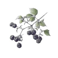 Bramble logo