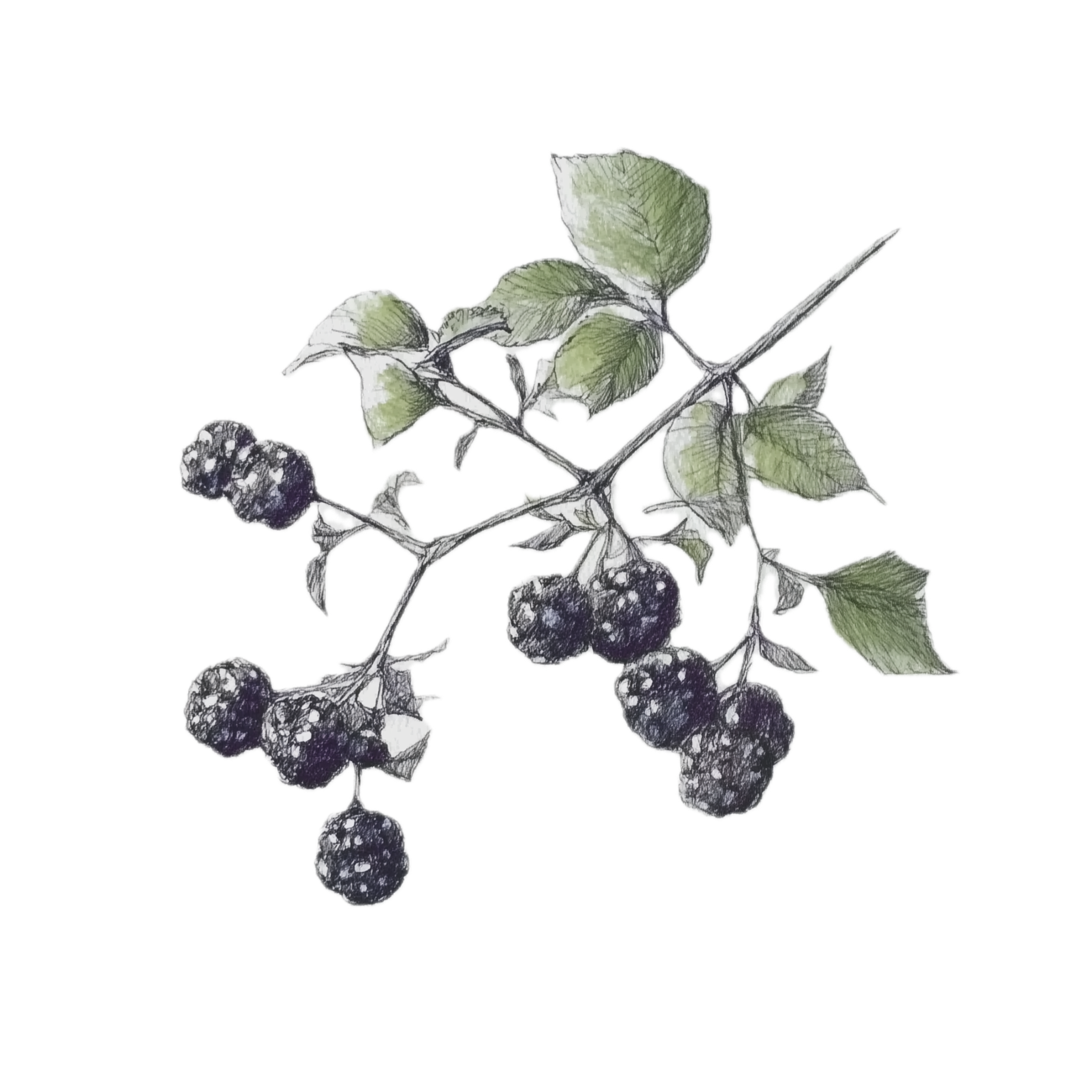 Bramble
